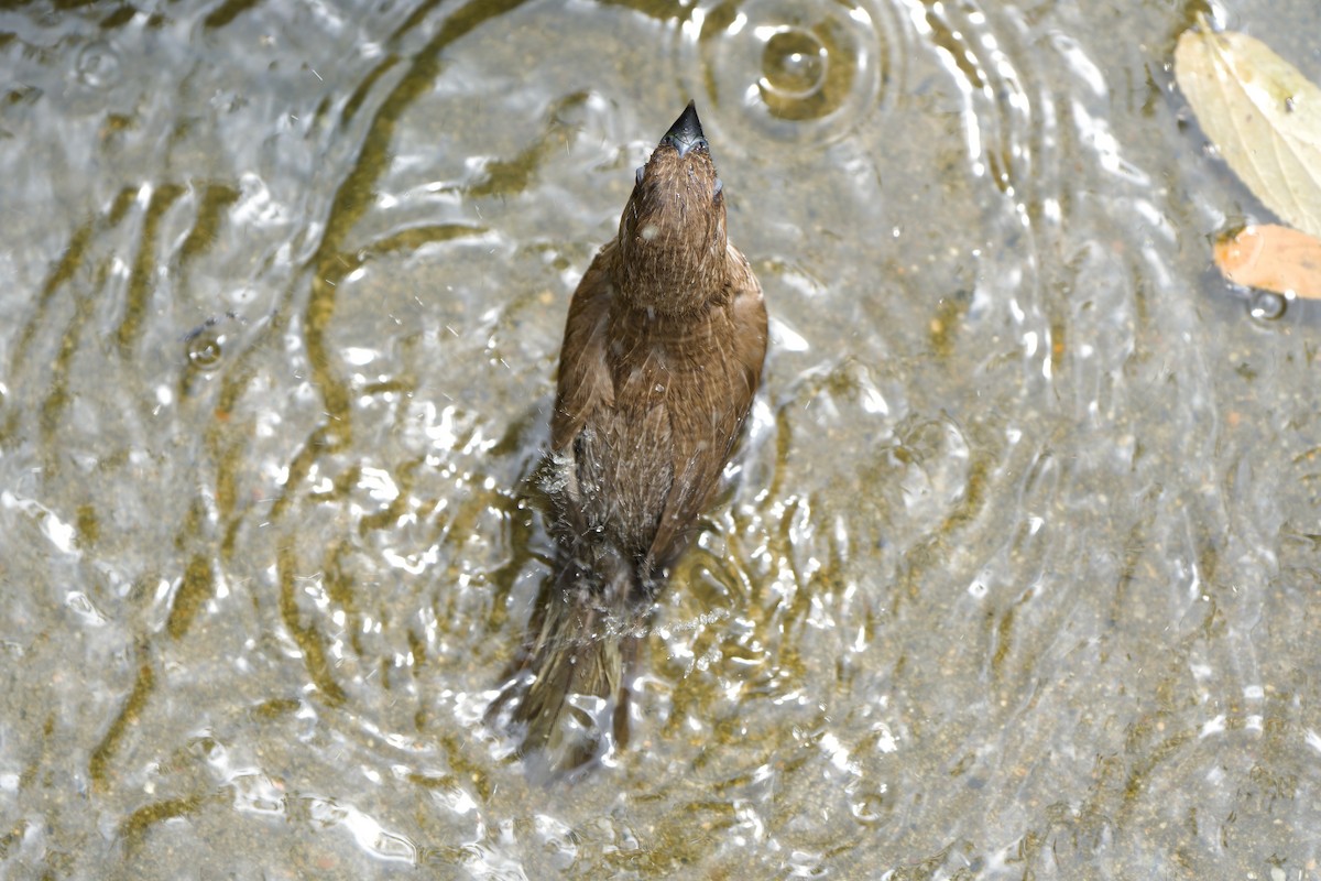 Scaly-breasted Munia (Scaled) - ML642700564