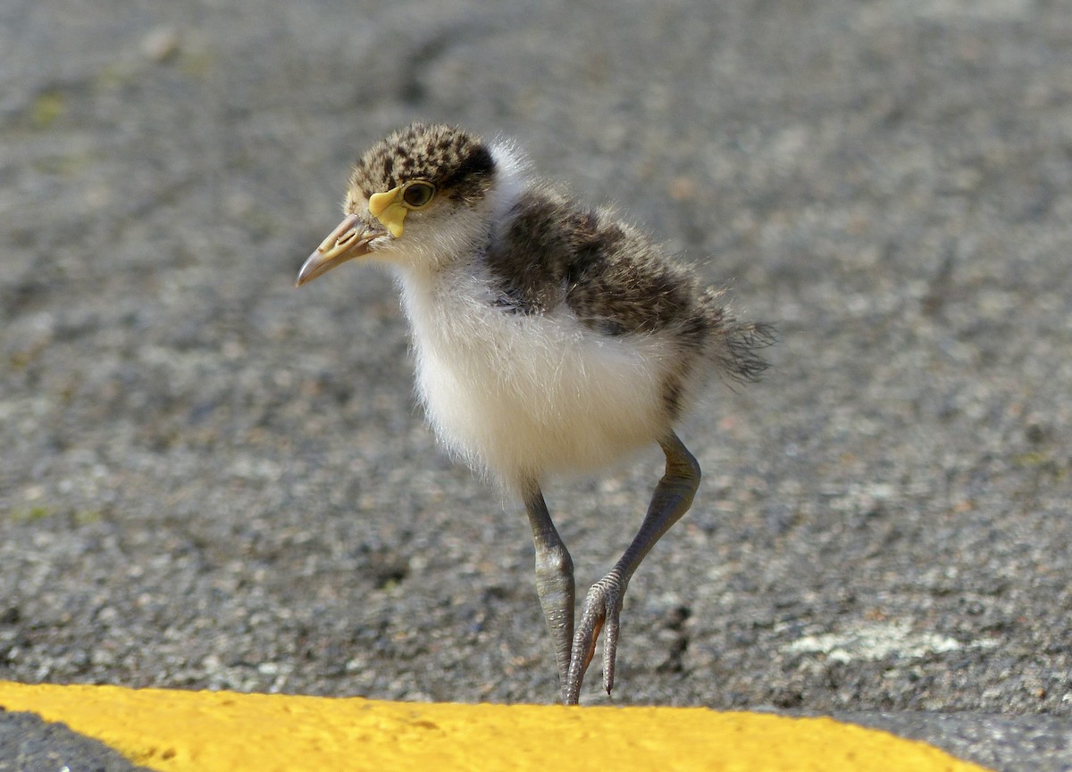 Masked Lapwing - ML642700569