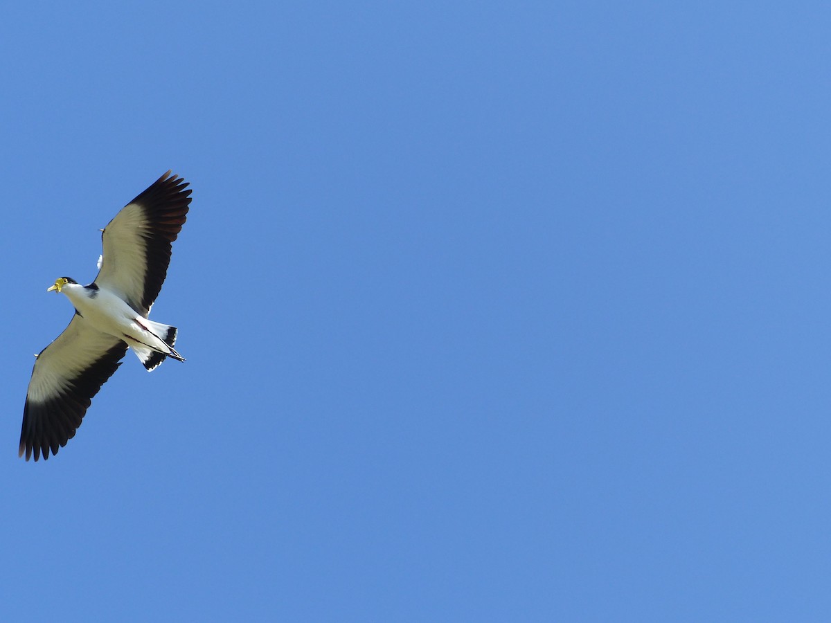 Masked Lapwing - ML642700571