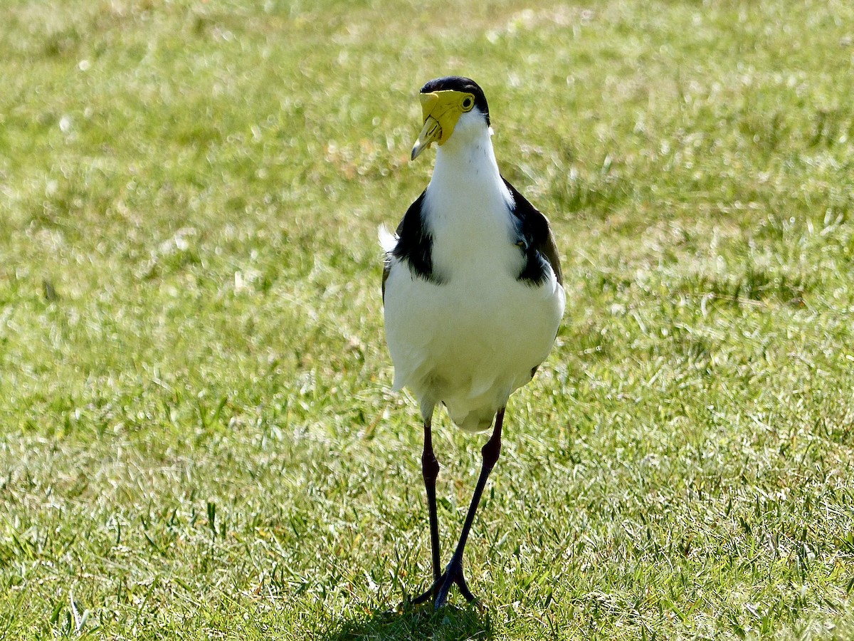 Masked Lapwing - ML642700572