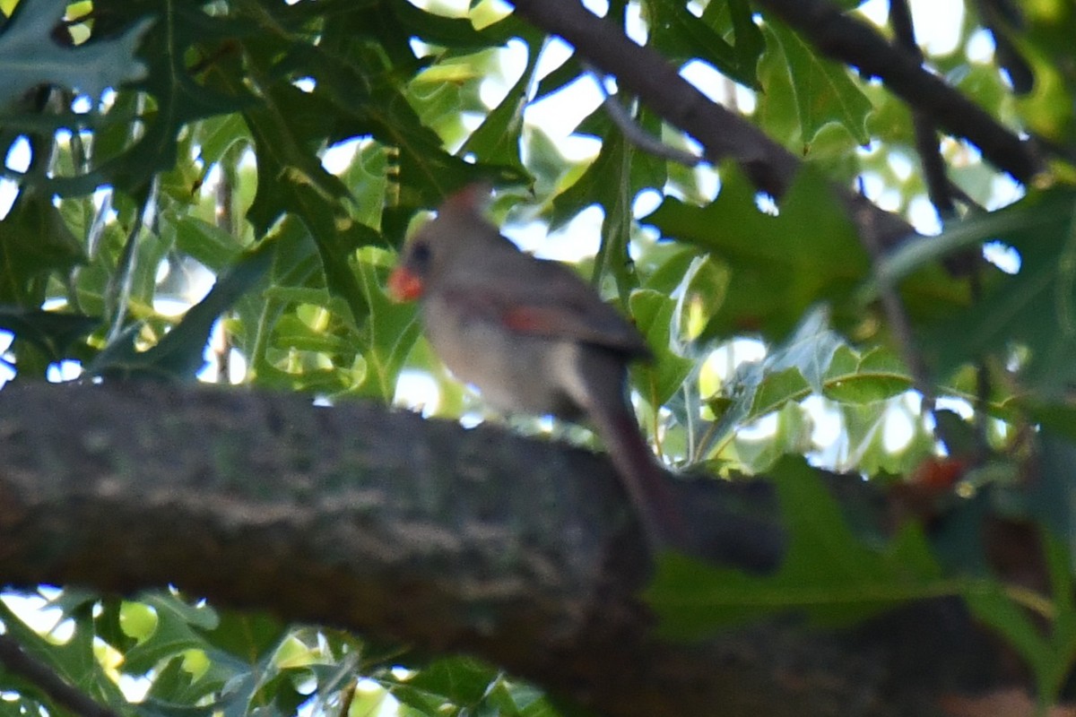 Northern Cardinal - ML642700573
