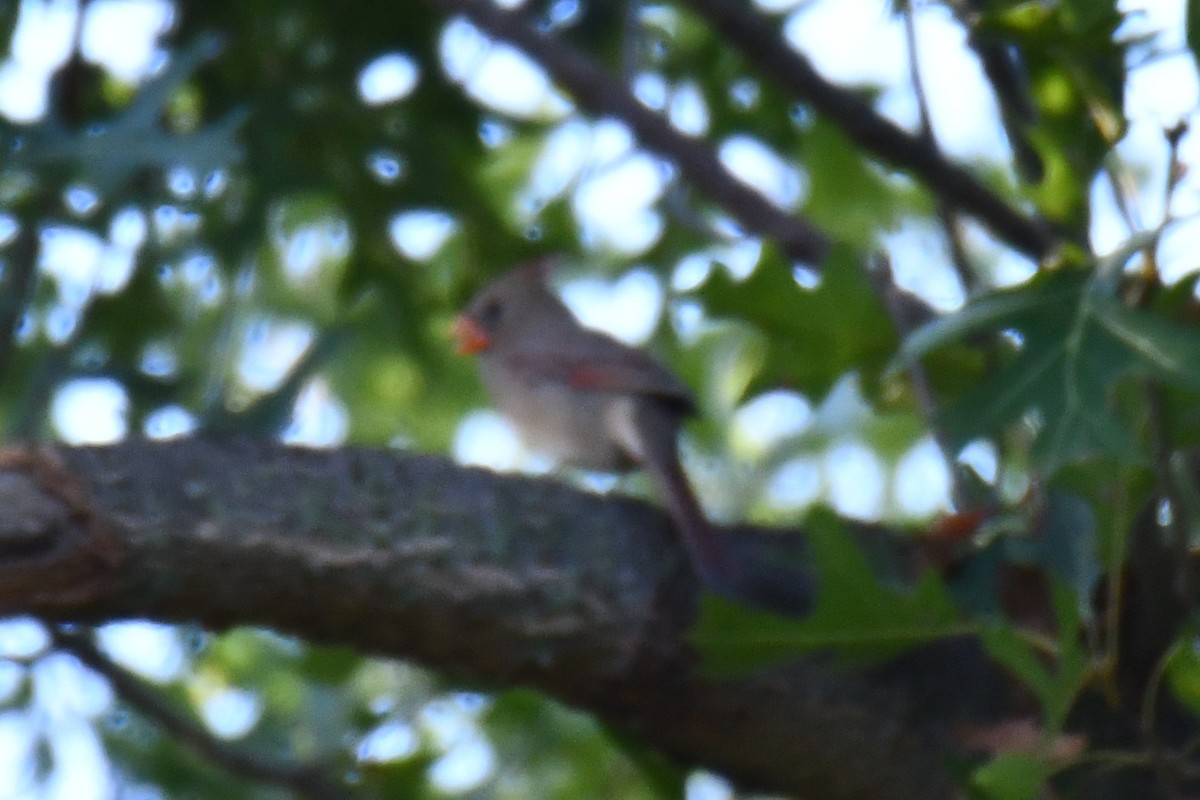 Northern Cardinal - ML642700574