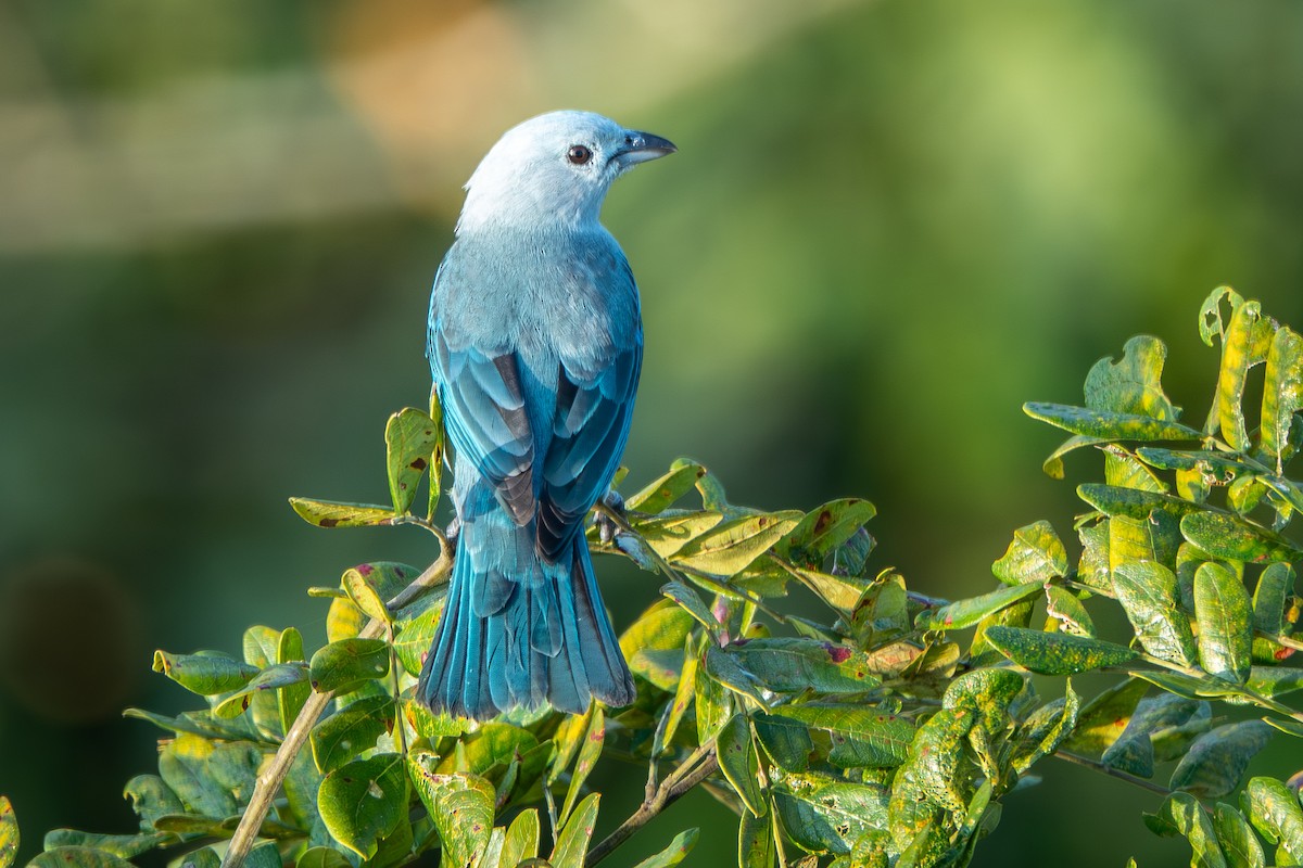 Blue-gray Tanager - ML642700575