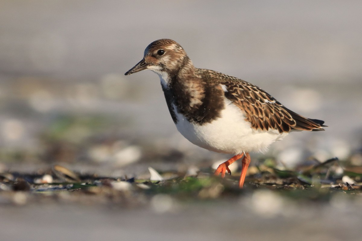 Ruddy Turnstone - ML642700576