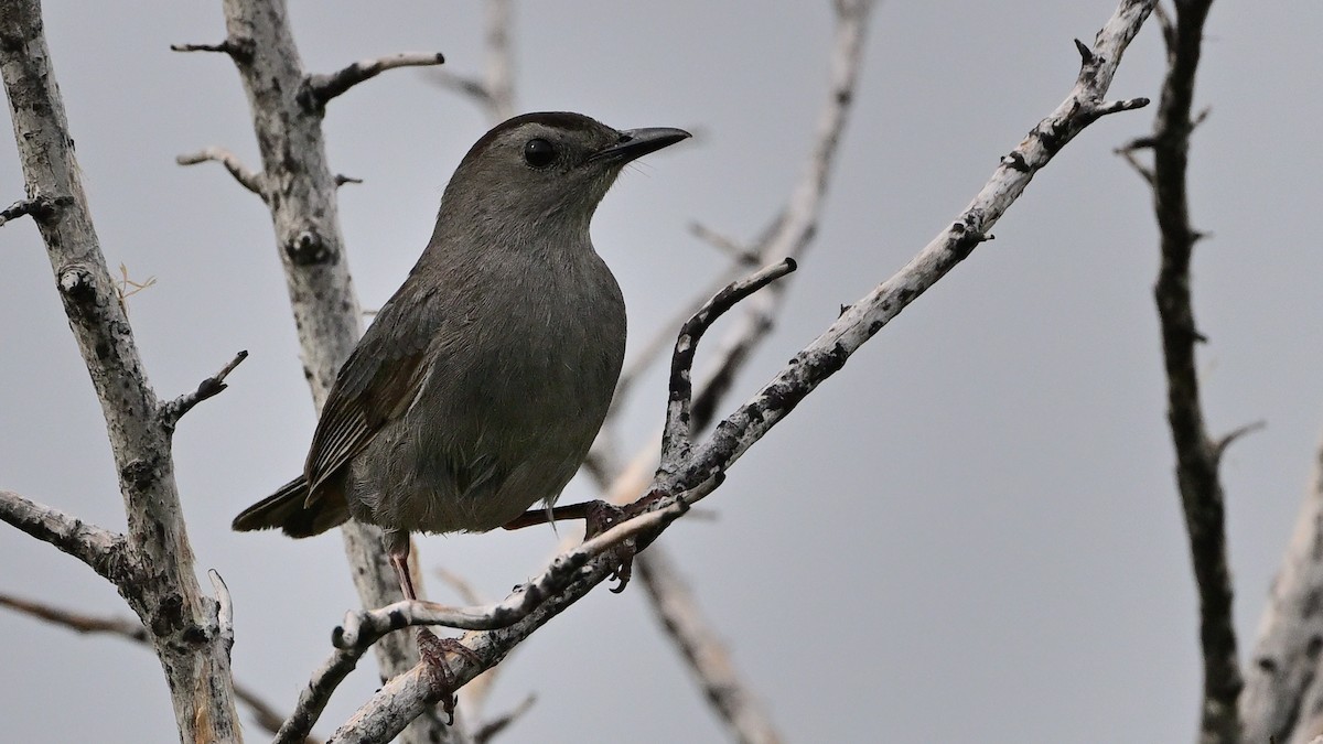 Gray Catbird - ML642700579