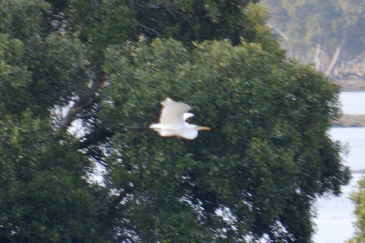 Plumed Egret - ML642700584