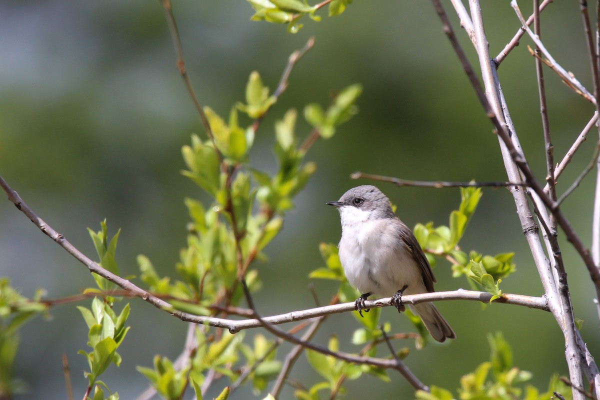 Lesser Whitethroat - ML642700585
