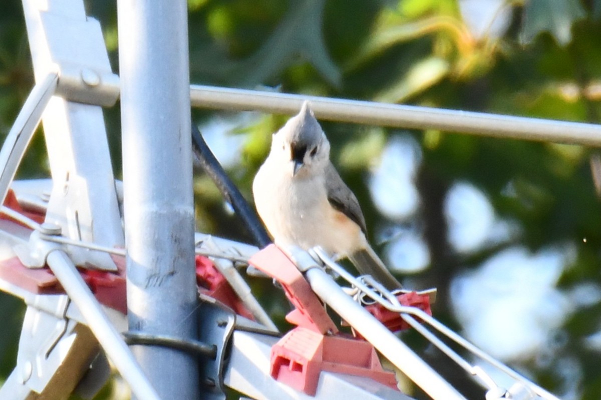 Tufted Titmouse - ML642700587