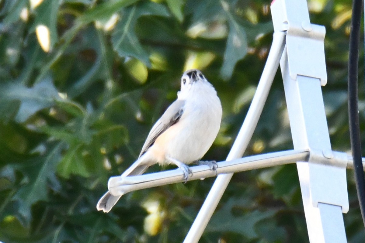 Tufted Titmouse - ML642700589