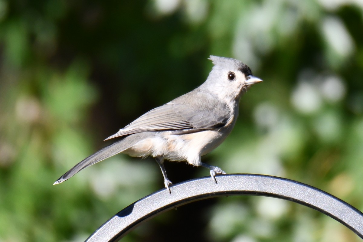 Tufted Titmouse - ML642700591