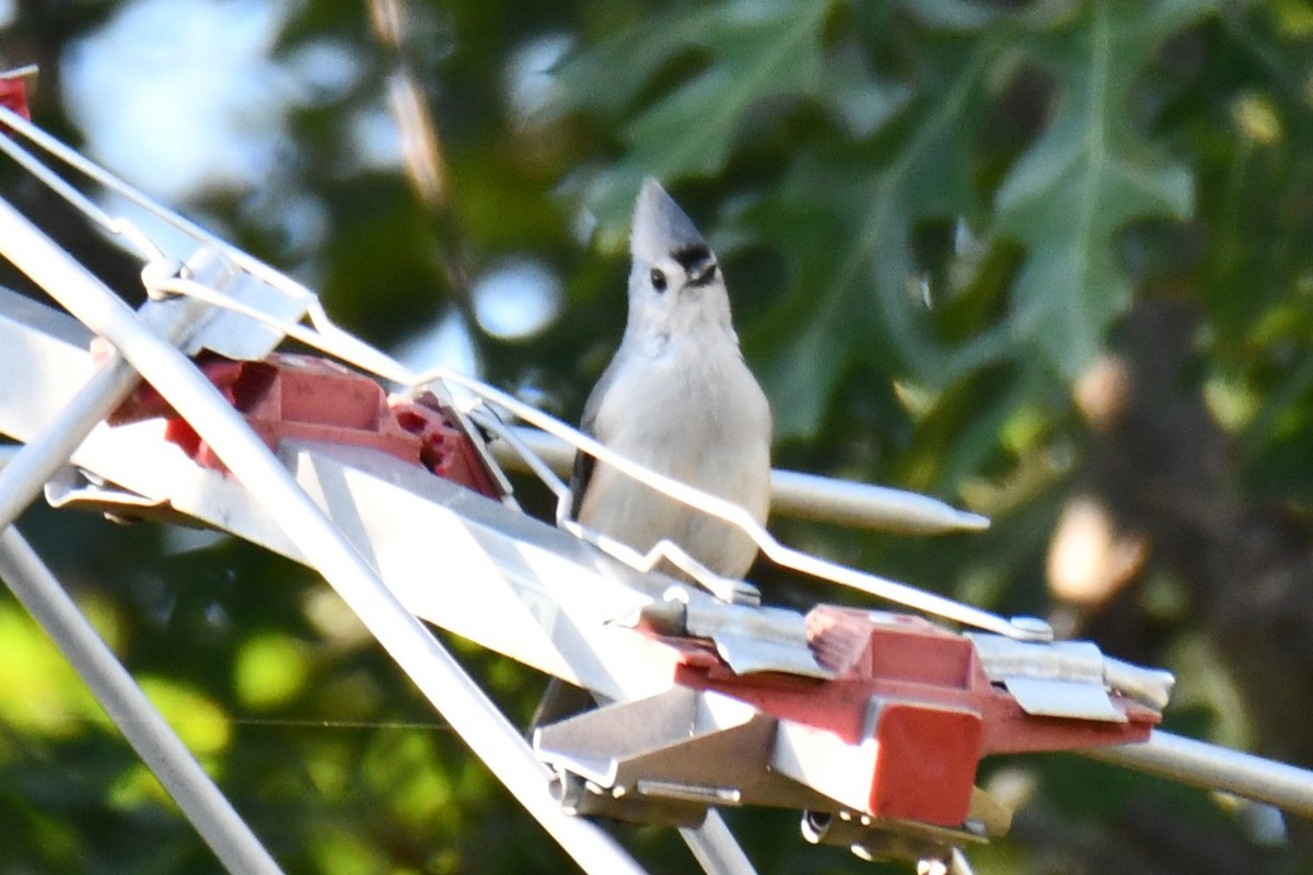 Tufted Titmouse - ML642700594