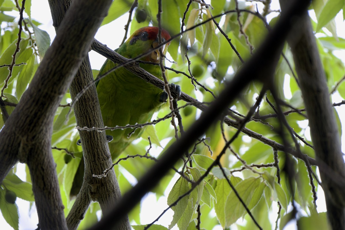 Iris Lorikeet - ML642700598
