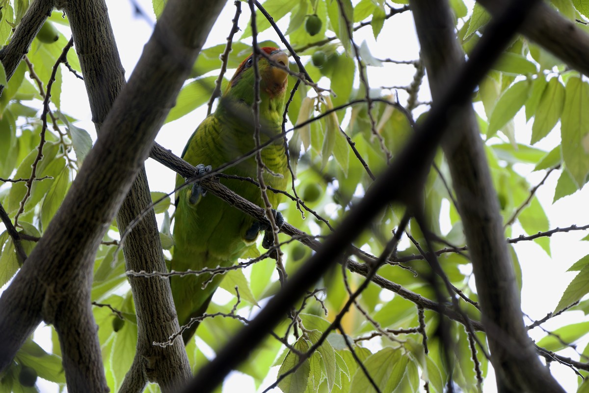 Iris Lorikeet - ML642700599