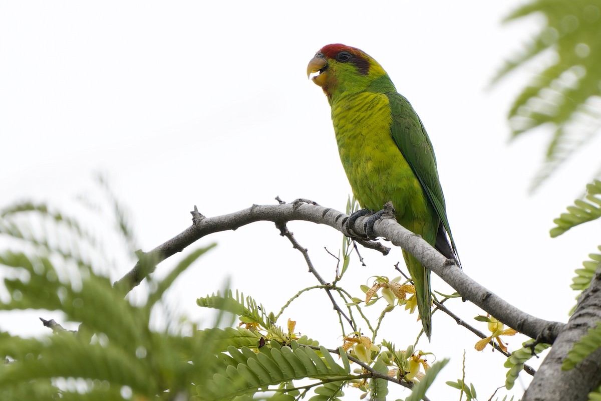 Iris Lorikeet - ML642700600