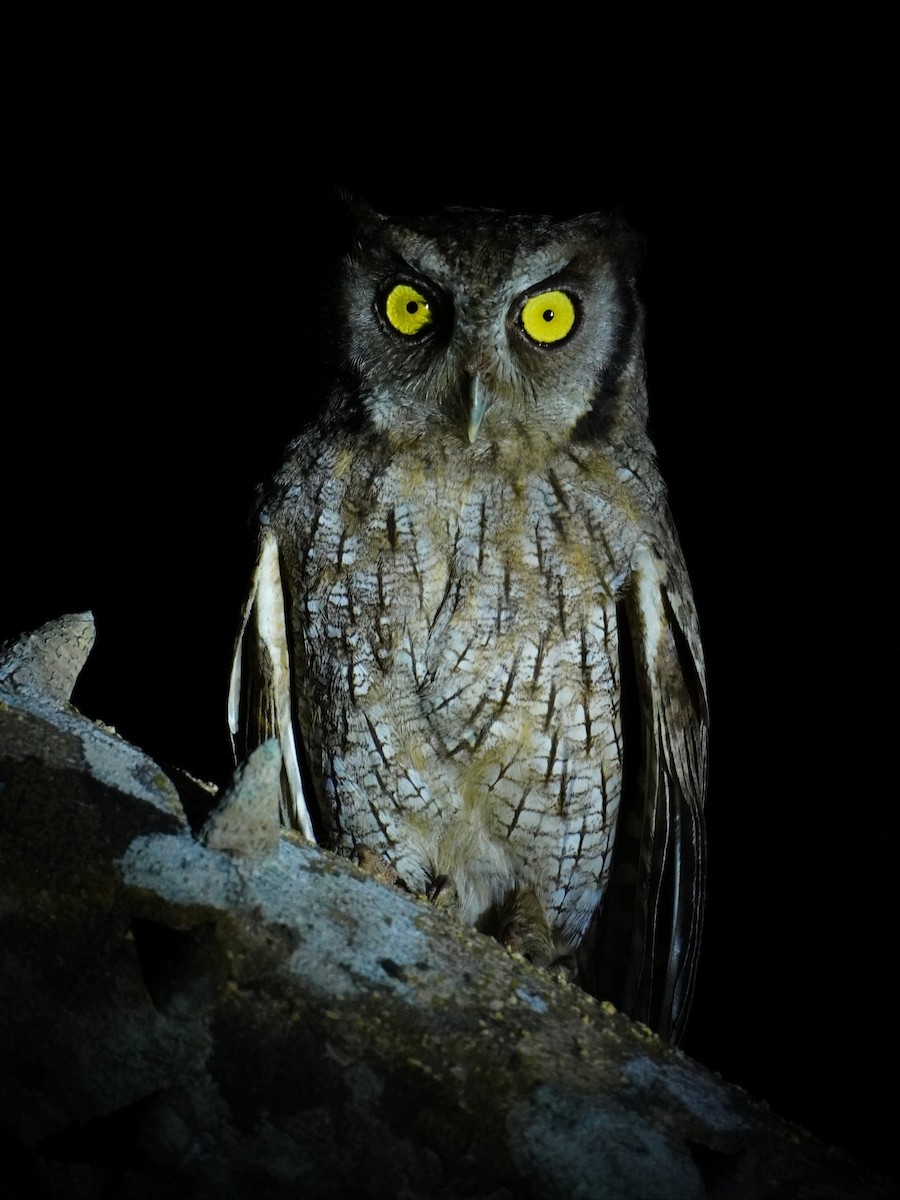 Tropical Screech-Owl - ML642700610