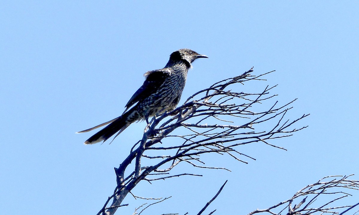 Little Wattlebird - ML642700611