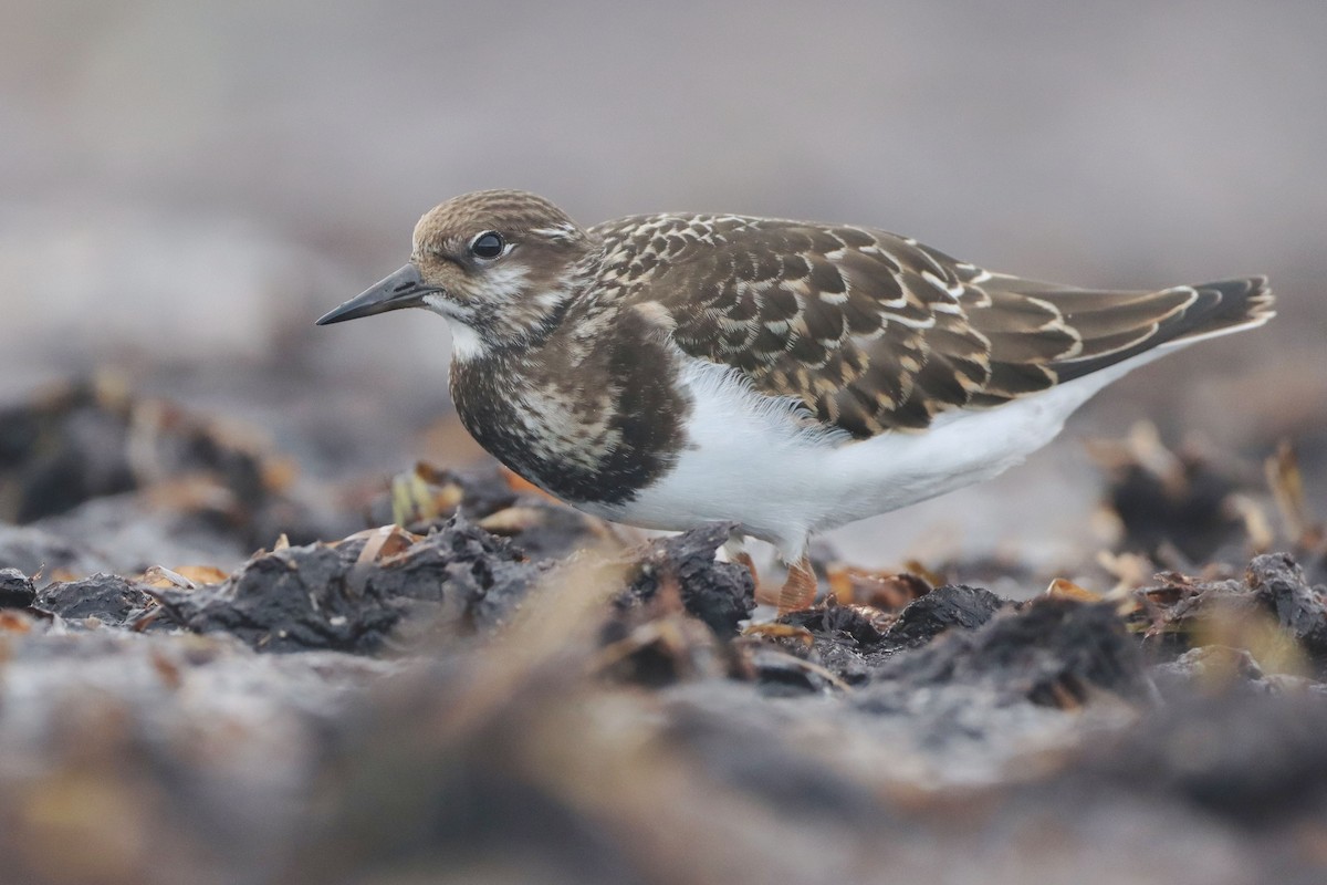 Ruddy Turnstone - ML642700613