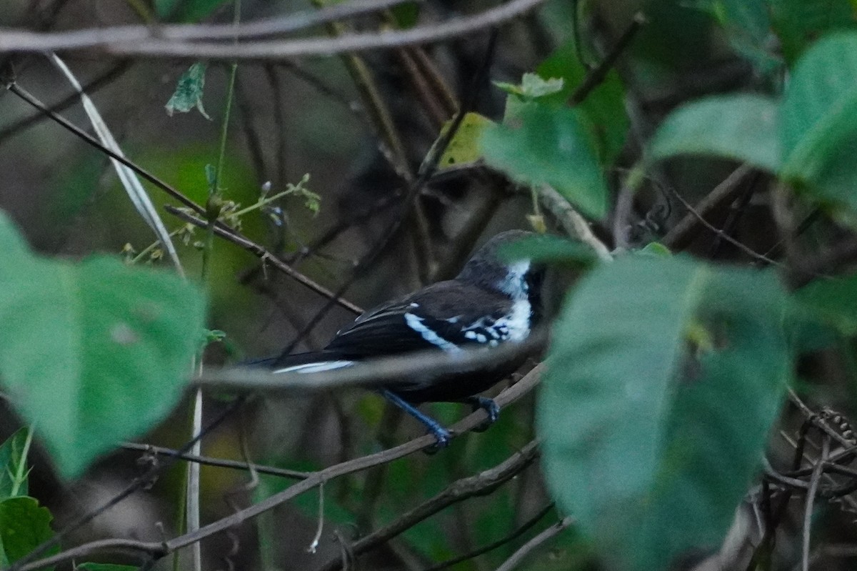 Southern White-fringed Antwren - ML642700626