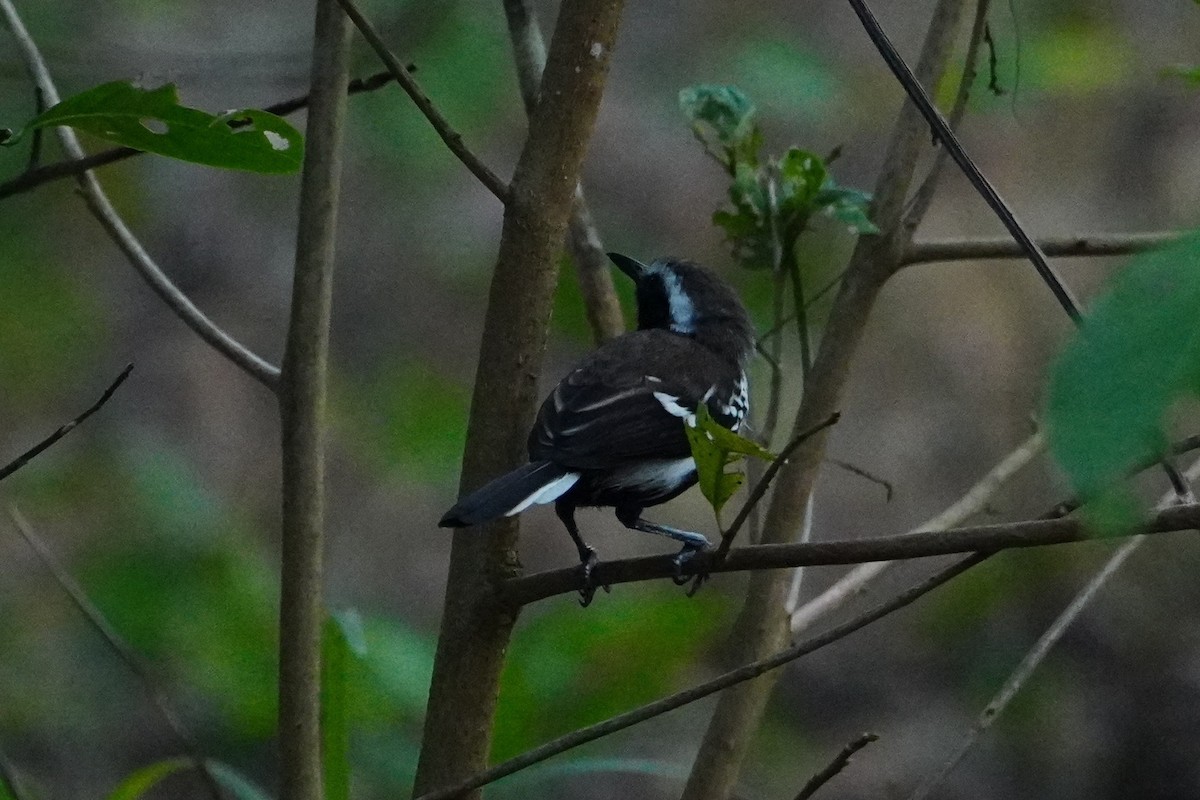 Southern White-fringed Antwren - ML642700627