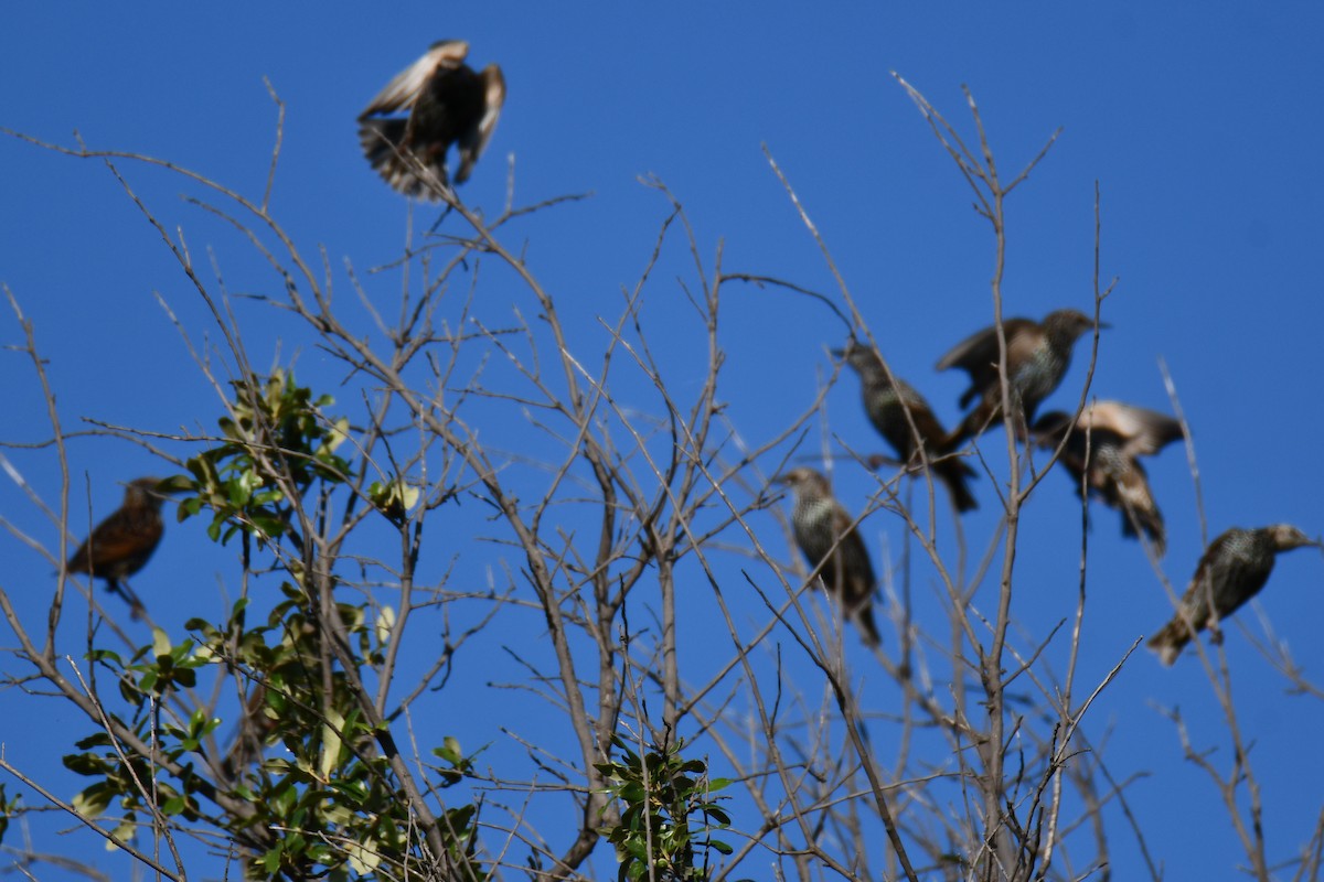 European Starling - ML642700643