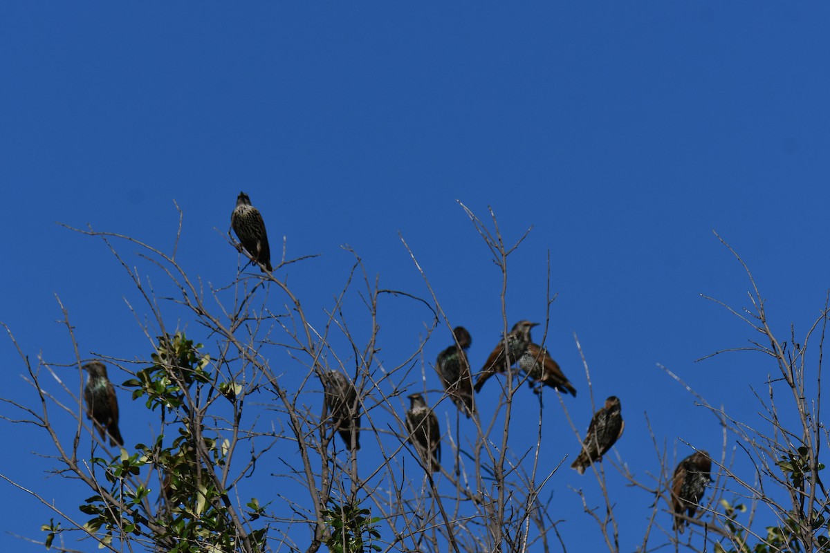 European Starling - ML642700646