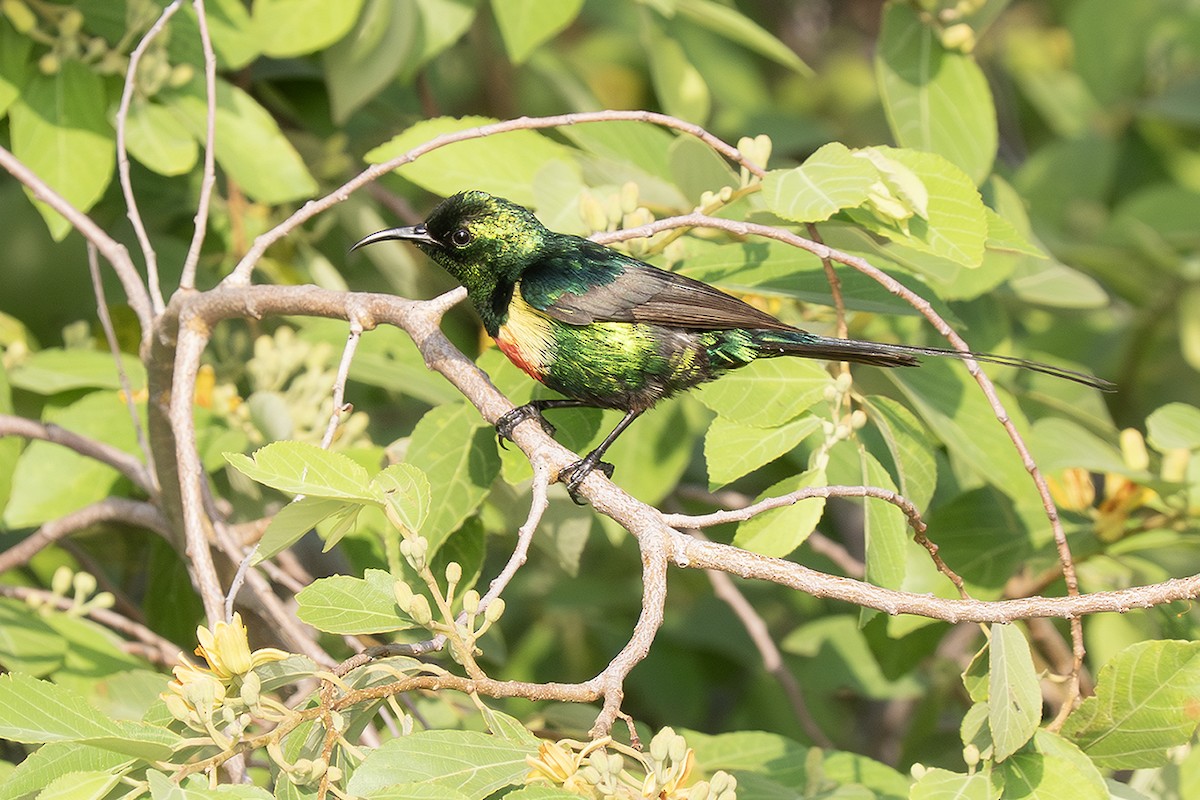 Beautiful Sunbird - ML642700647