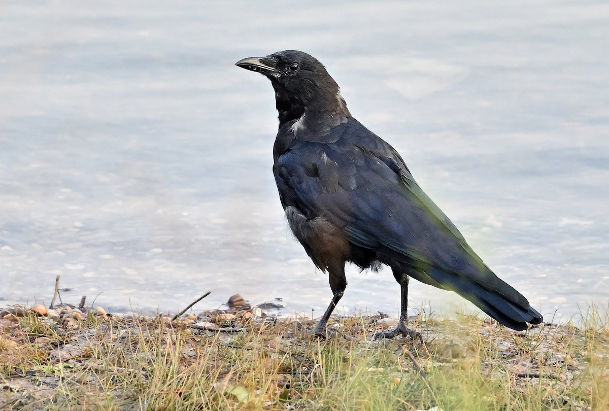 American Crow - ML642700649