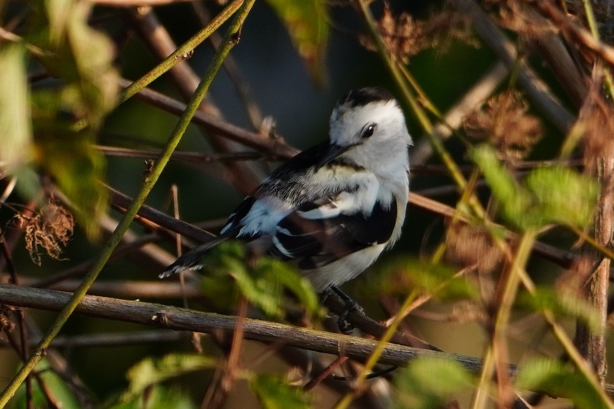 Pied Water-Tyrant - ML642700653