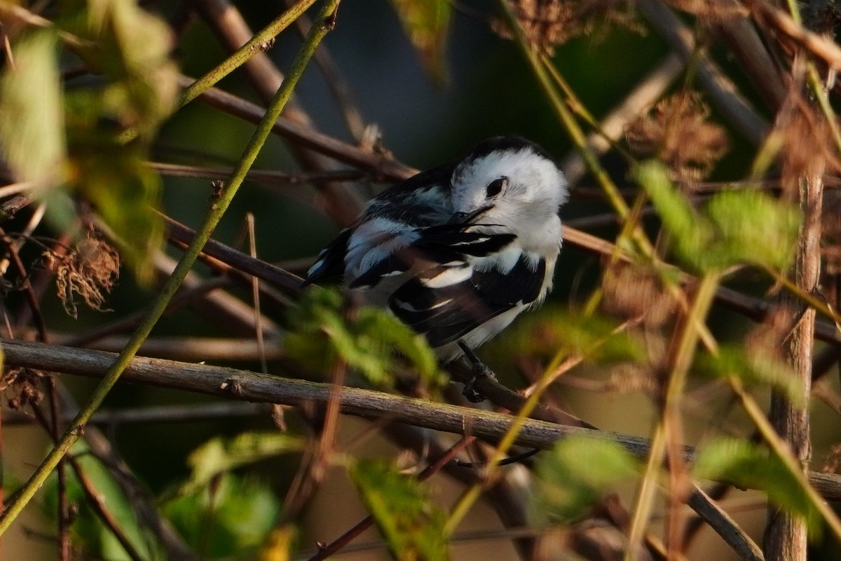 Pied Water-Tyrant - ML642700654
