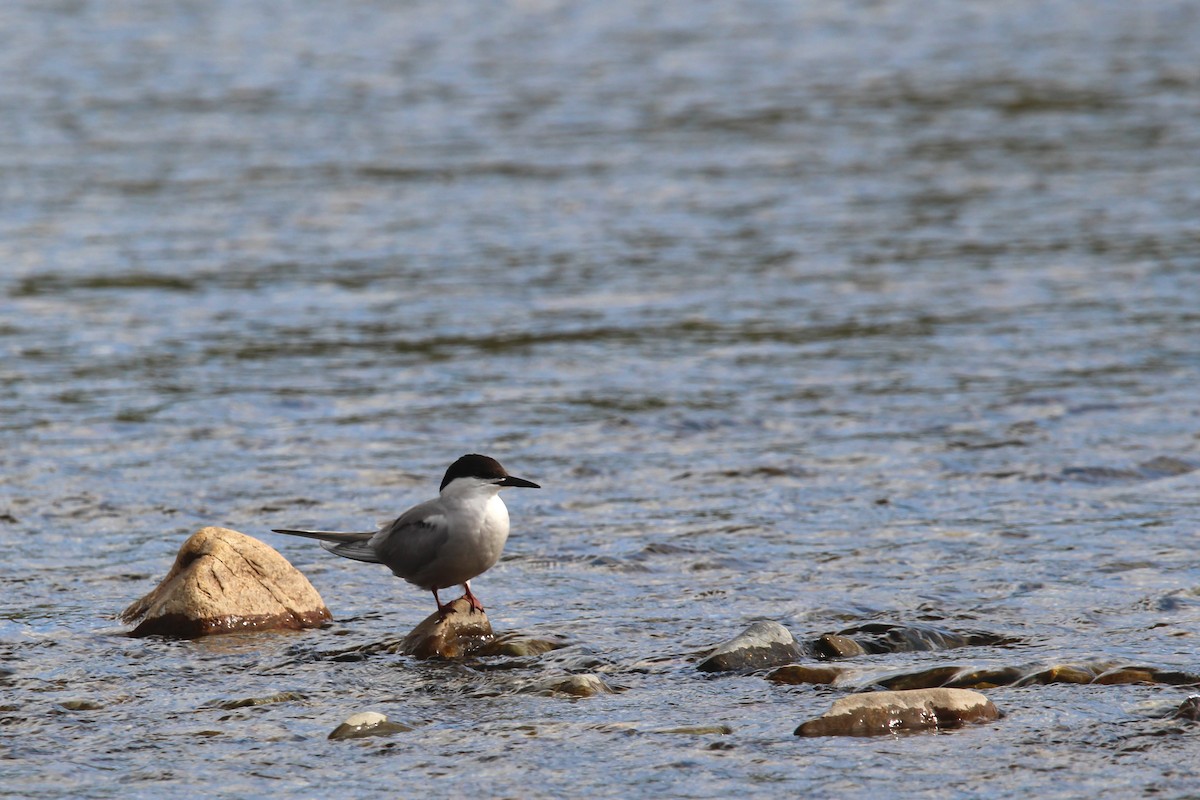 Common Tern - ML642700656