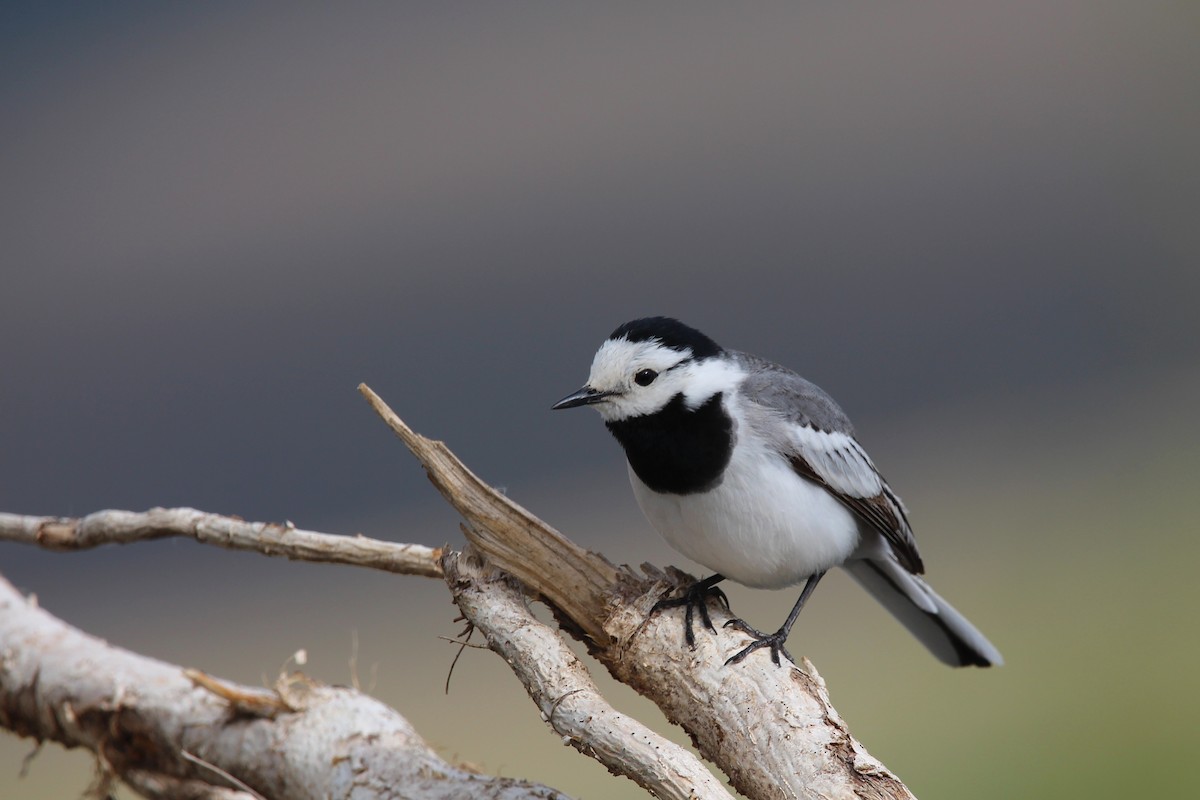 White Wagtail - ML642700659