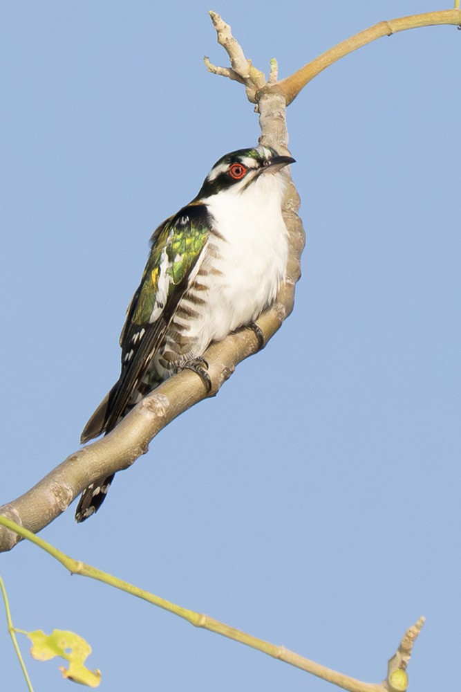 Dideric Cuckoo - ML642700660
