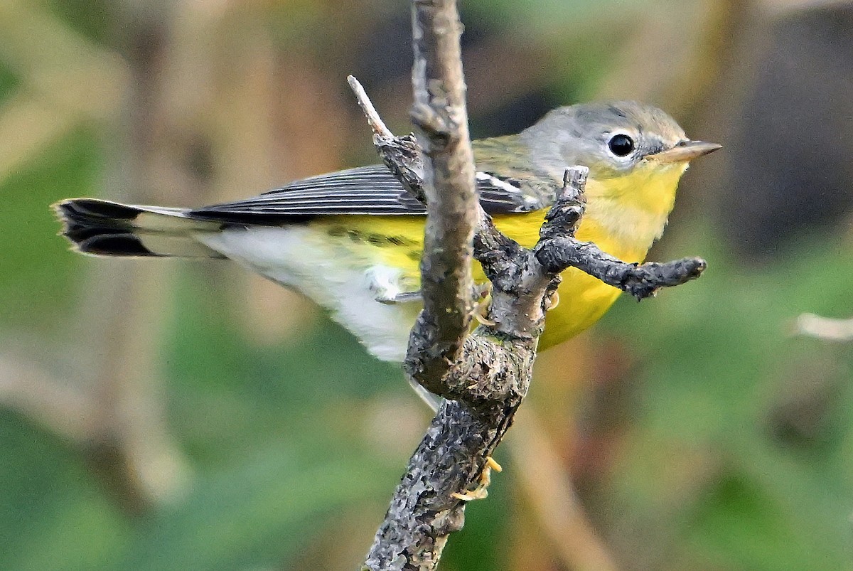 Magnolia Warbler - ML642700661