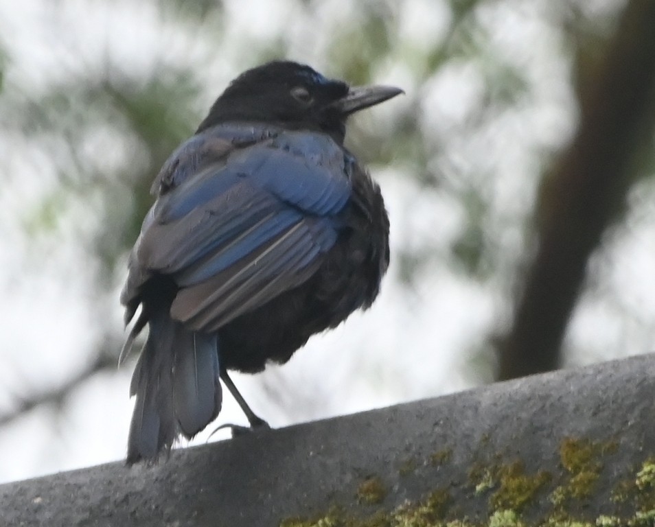 Malabar Whistling-Thrush - ML642700662