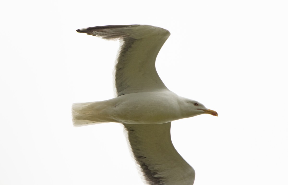 Lesser Black-backed Gull - ML642700663