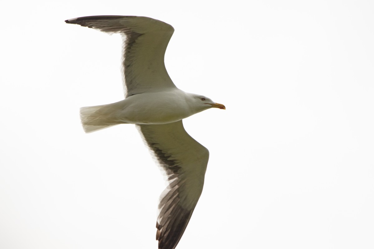 Lesser Black-backed Gull - ML642700664
