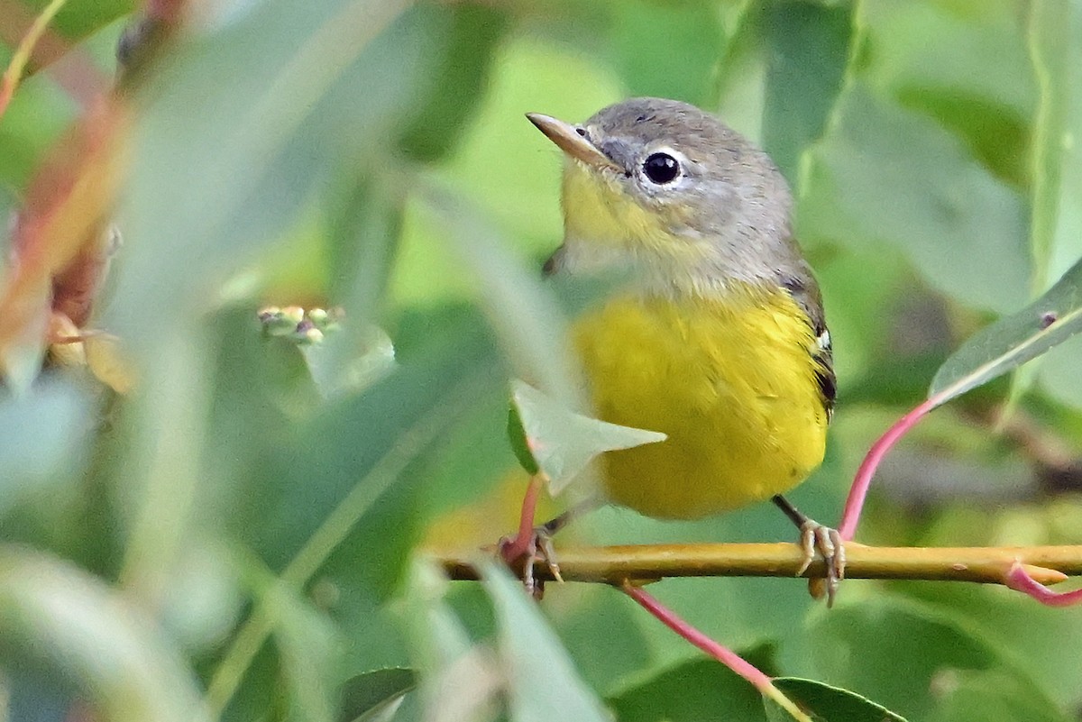 Magnolia Warbler - ML642700665