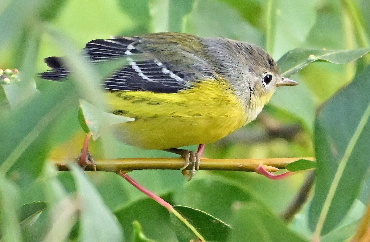 Magnolia Warbler - ML642700666