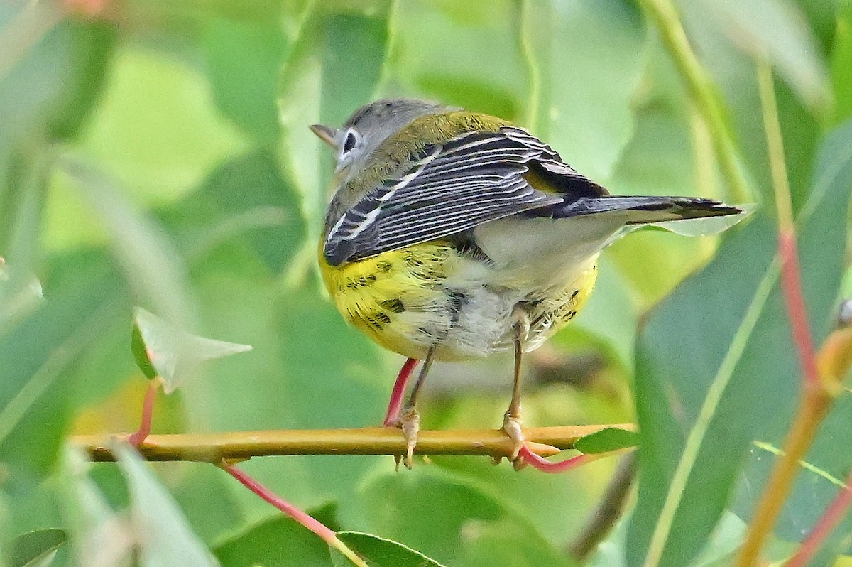 Magnolia Warbler - ML642700667