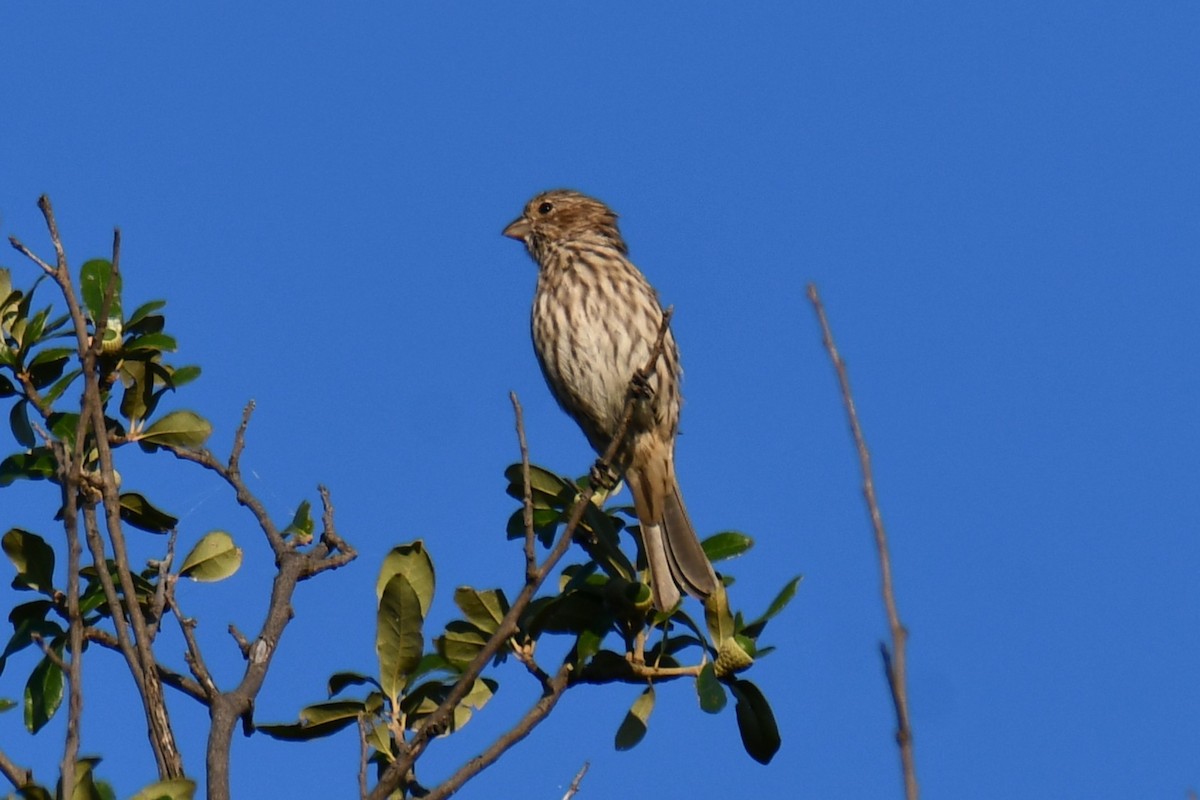 House Finch - ML642700668