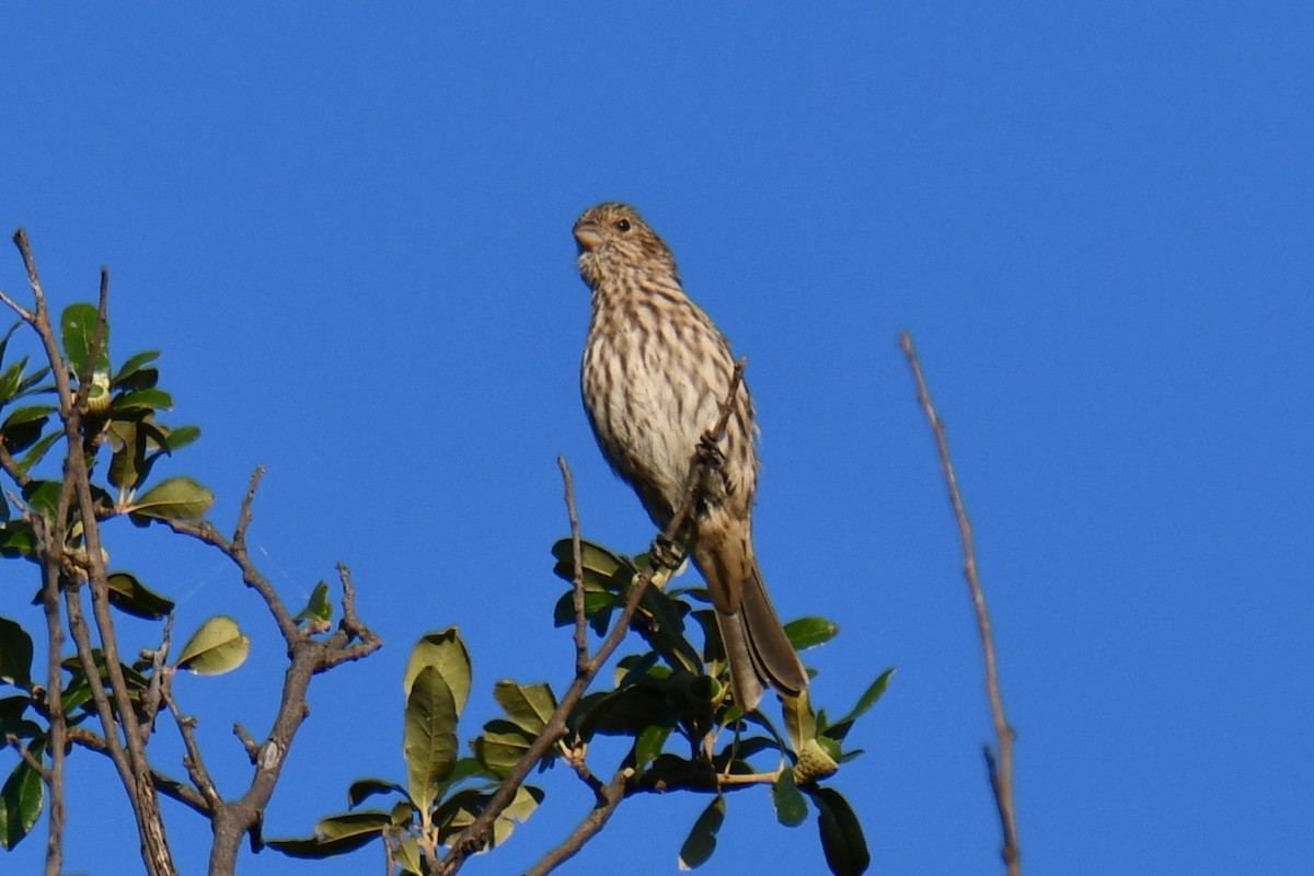 House Finch - ML642700669