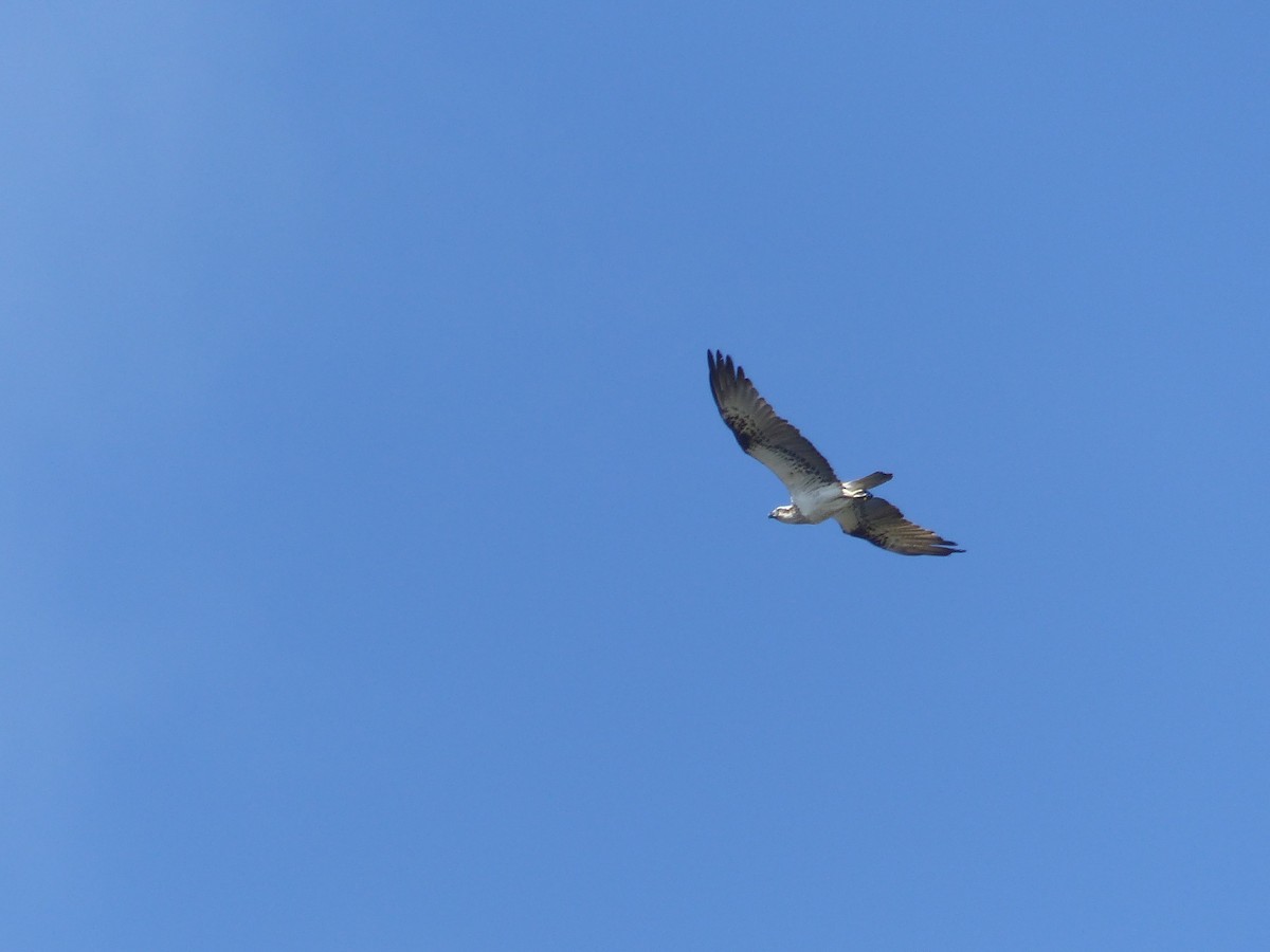 Osprey - ML642700670