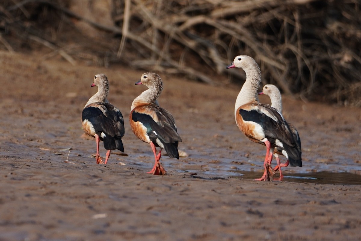 Orinoco Goose - ML642700676