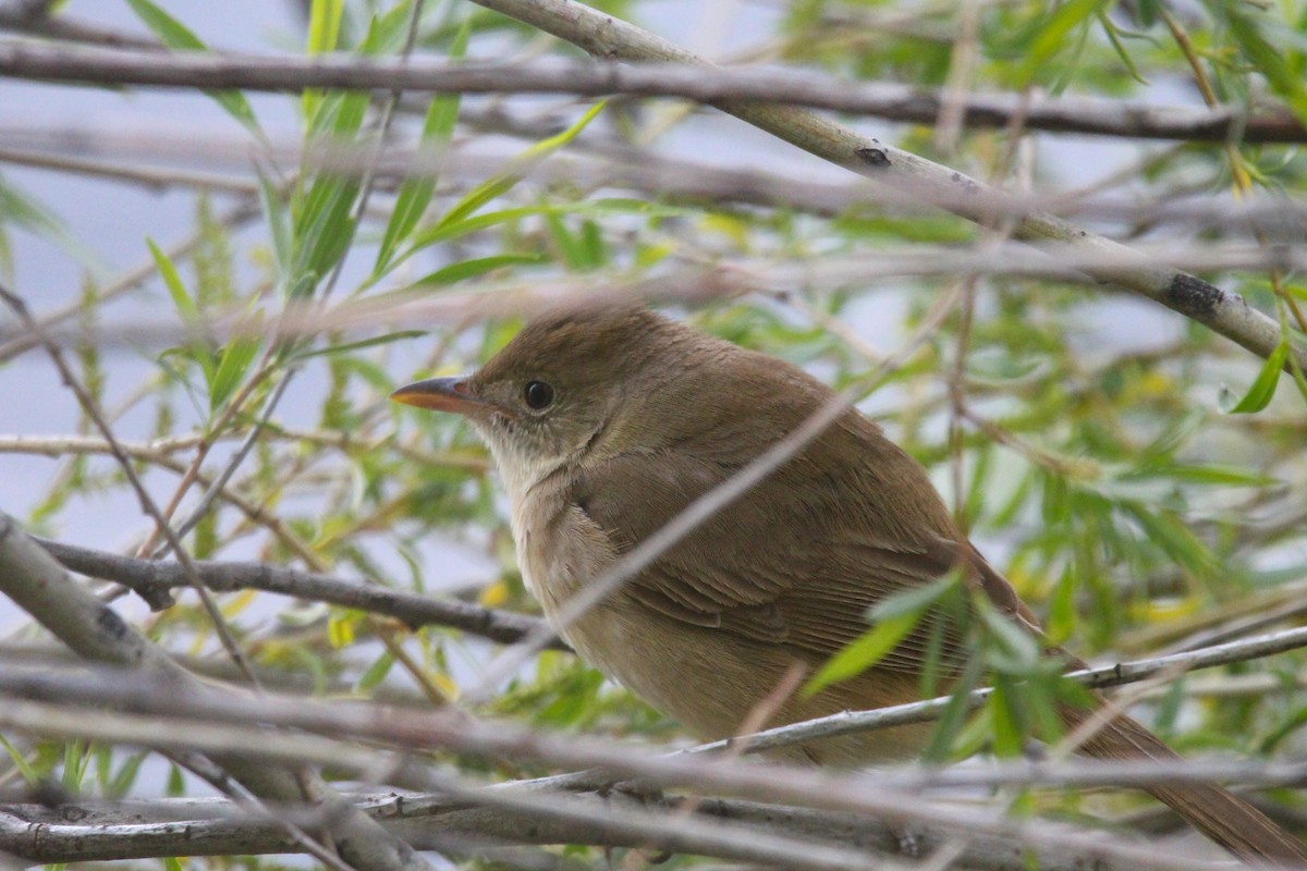 Thick-billed Warbler - ML642700678