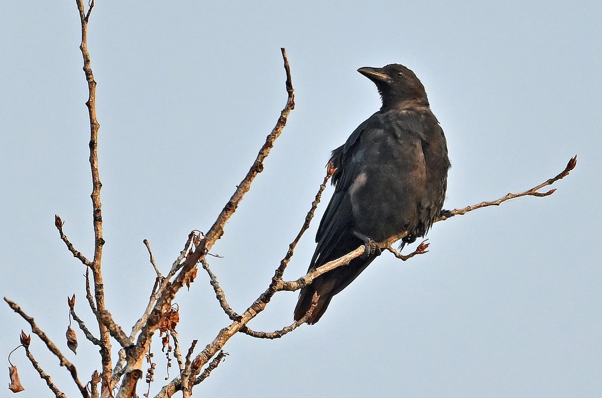 American Crow - ML642700697