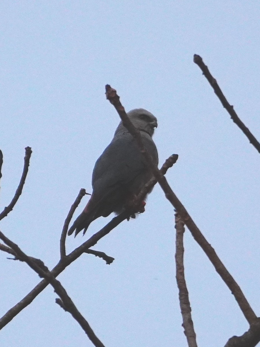 Plumbeous Kite - ML642700699