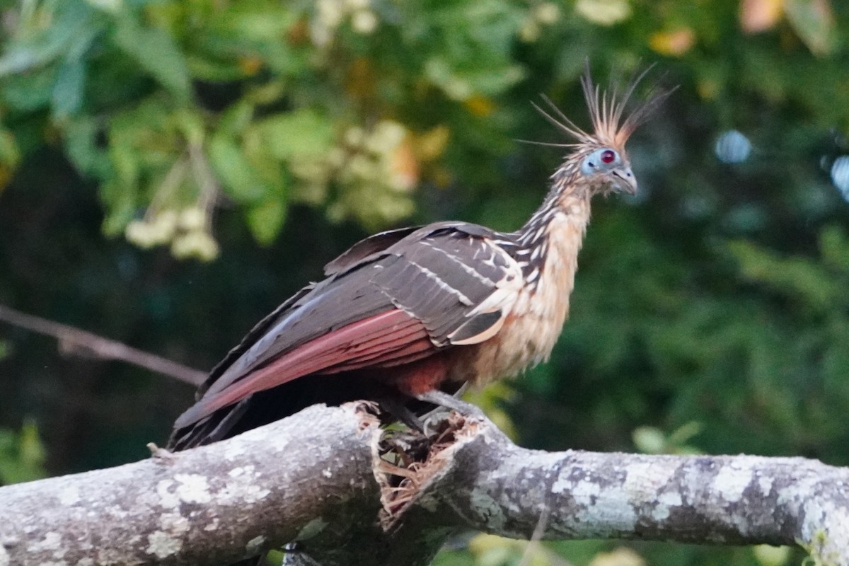 Hoatzin - ML642700705