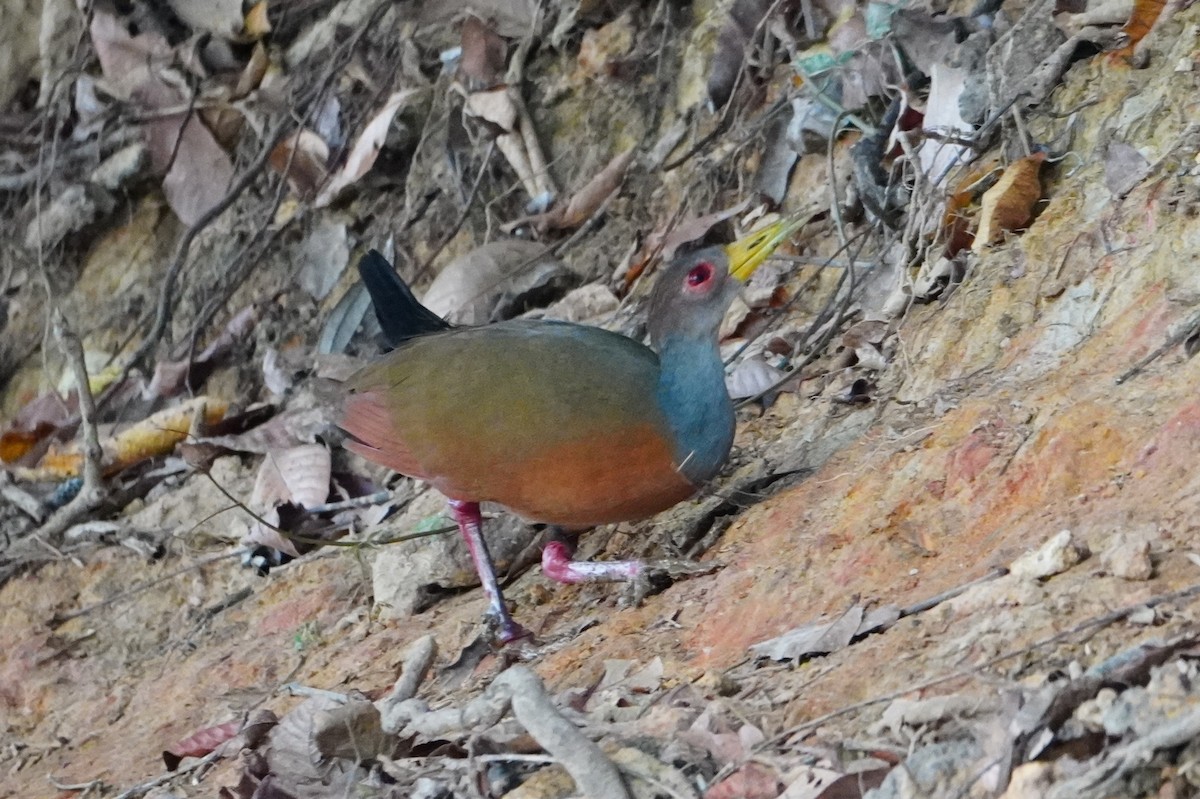 Gray-cowled Wood-Rail - ML642700709