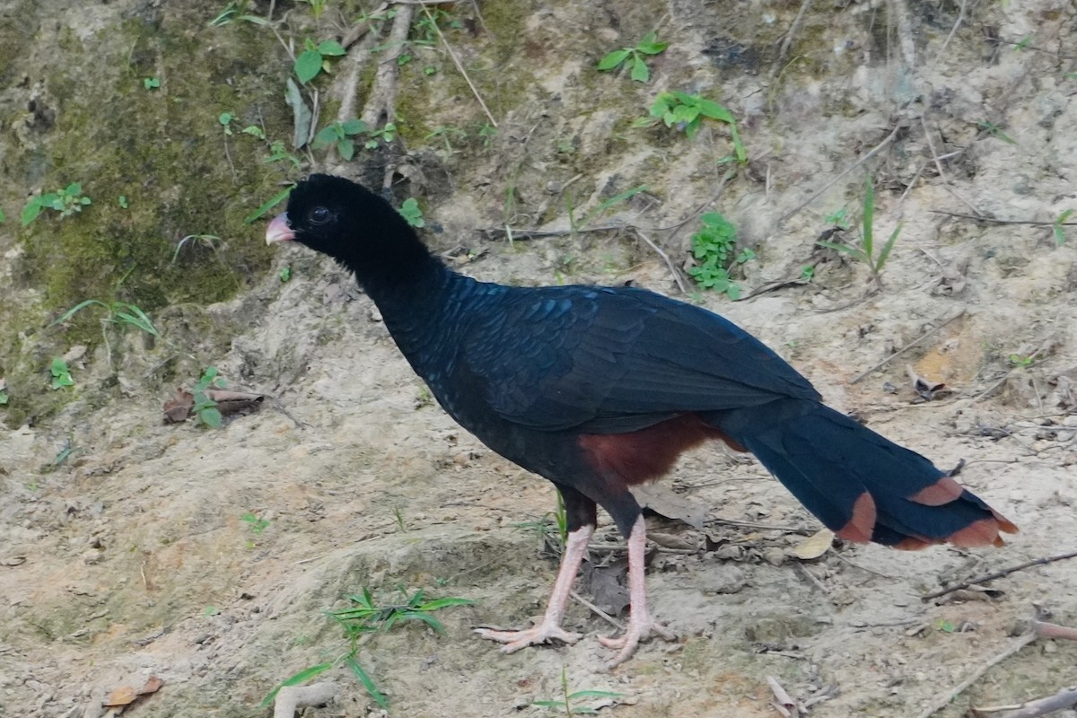 Crestless Curassow - ML642700712