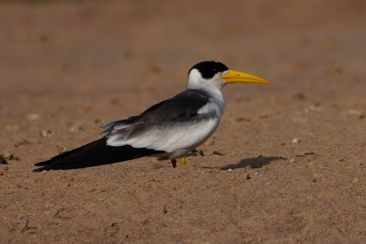 Large-billed Tern - ML642700716